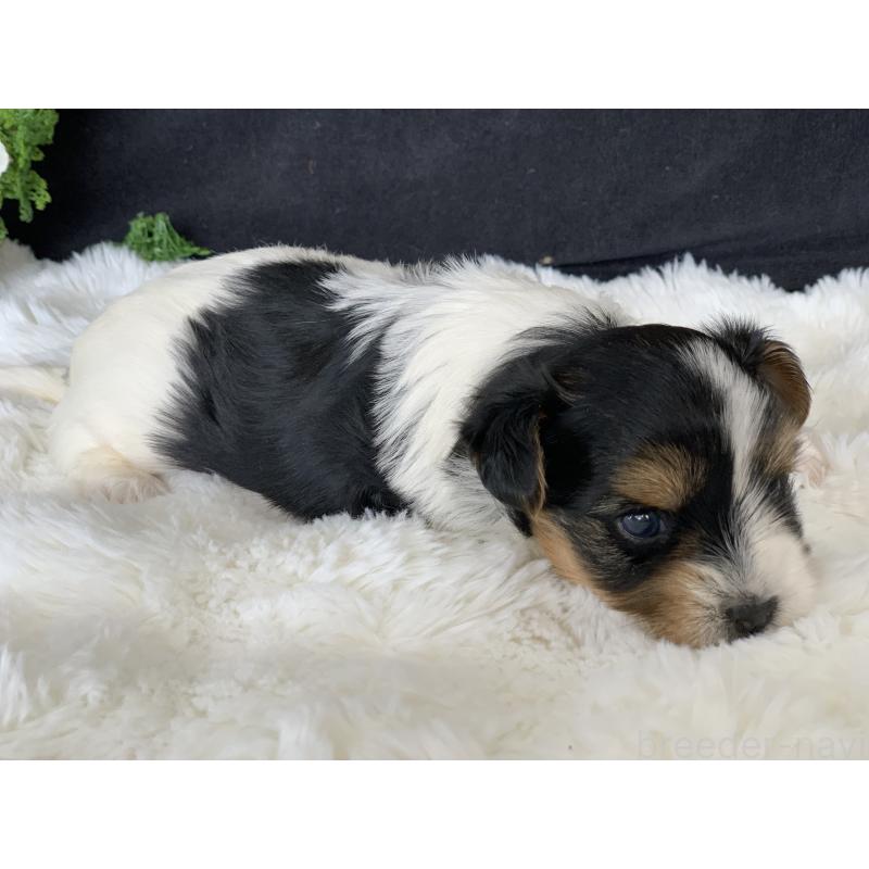 販売中の大分県のビューワーテリア-434157の5枚目