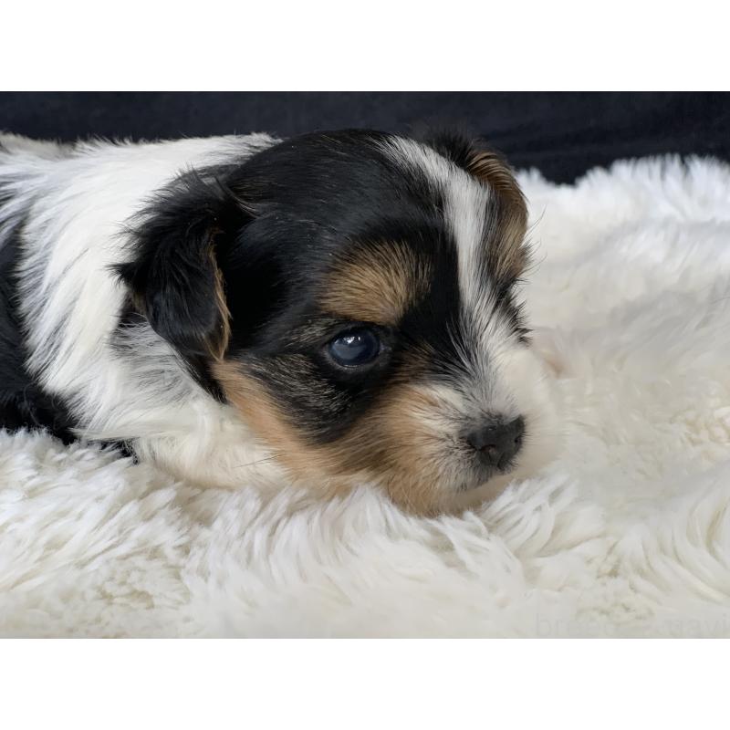 販売中の大分県のビューワーテリア-434157の4枚目