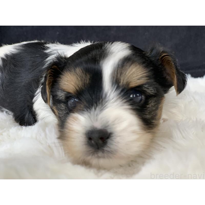 販売中の大分県のビューワーテリア-434157の3枚目