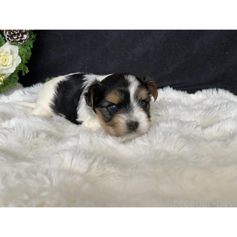 販売中の大分県のビューワーテリア-434157の2枚目