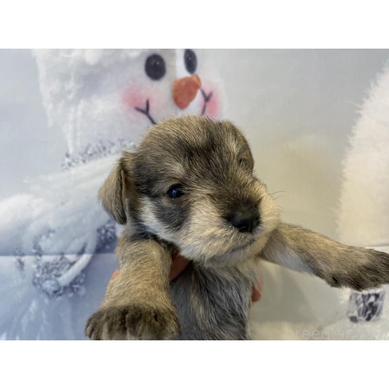 販売中の北海道のミニチュアシュナウザー-434154の4枚目