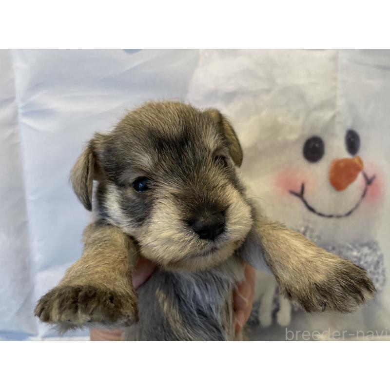 販売中の北海道のミニチュアシュナウザー-434154の3枚目