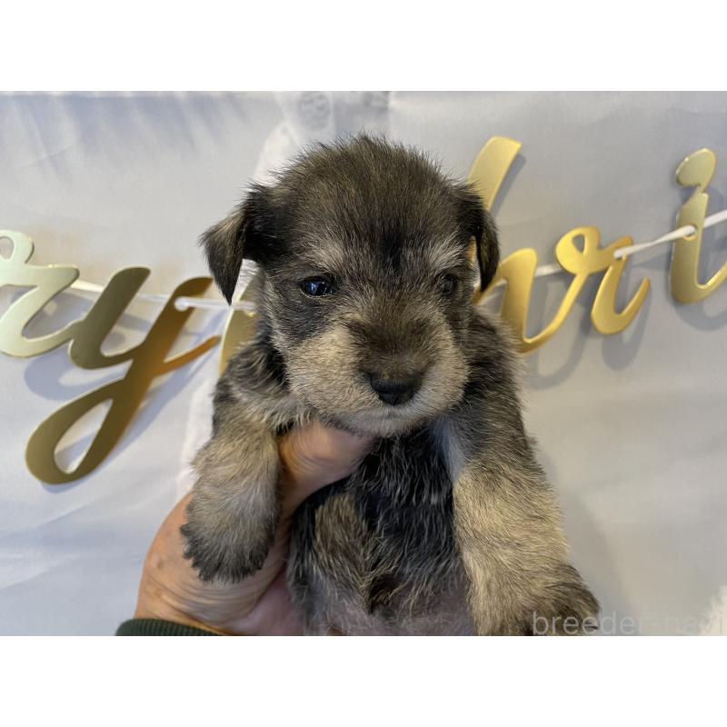 販売中の北海道のミニチュアシュナウザー-434156の3枚目