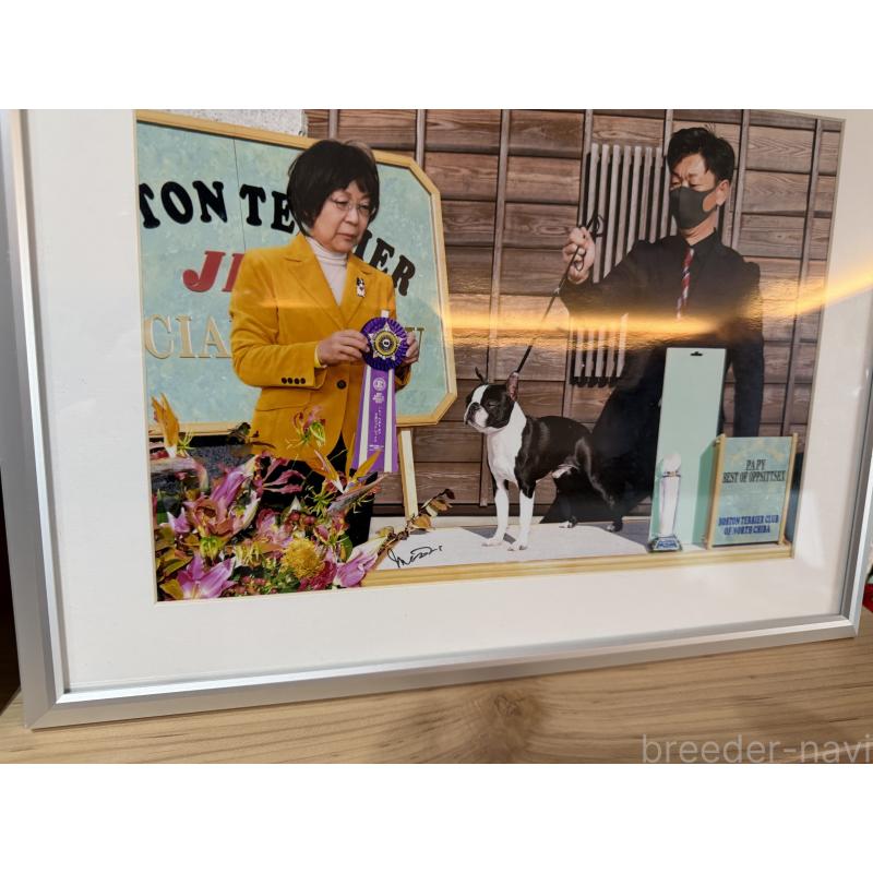 販売中の埼玉県のボストンテリア-434159の2枚目