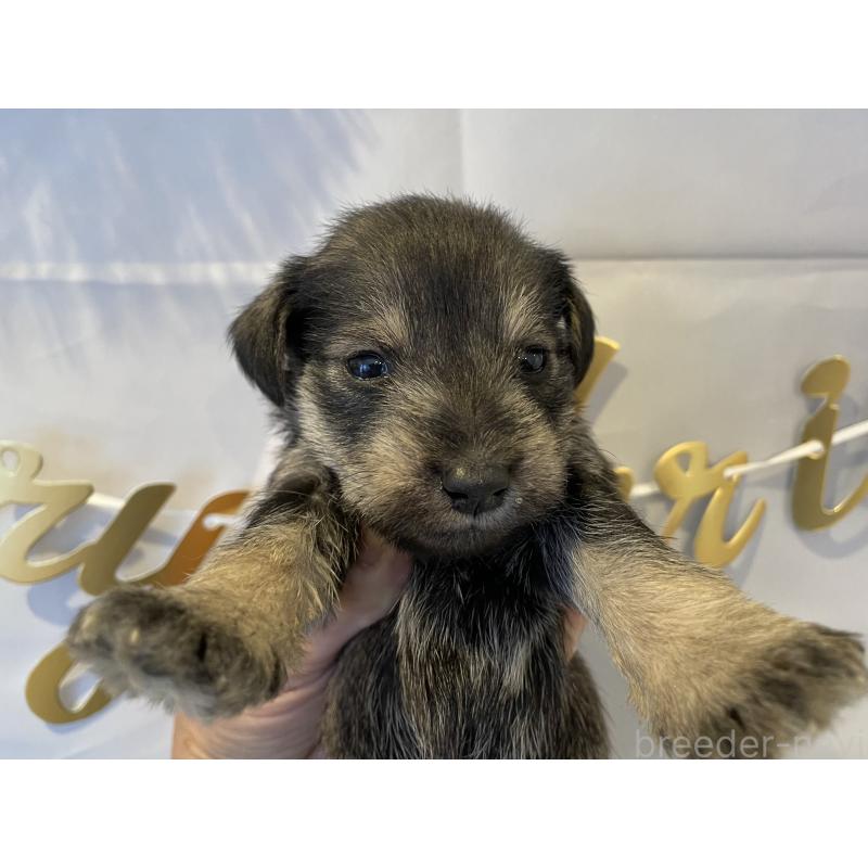 販売中の北海道のミニチュアシュナウザー-434158の4枚目