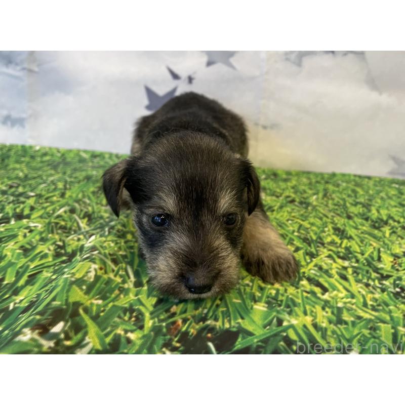 販売中の北海道のミニチュアシュナウザー-434158の2枚目