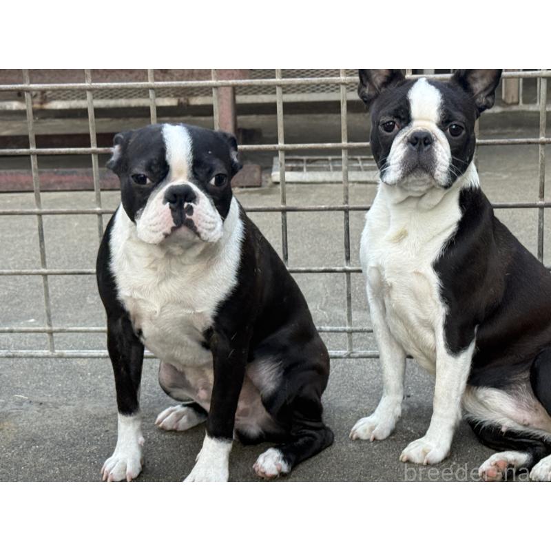 成約済の愛知県のボストンテリア-408150の3枚目