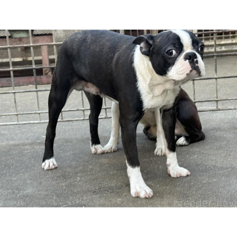 成約済の愛知県のボストンテリア-408150の2枚目