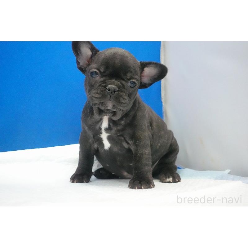 販売中の愛知県のフレンチブルドッグ-427257の12枚目