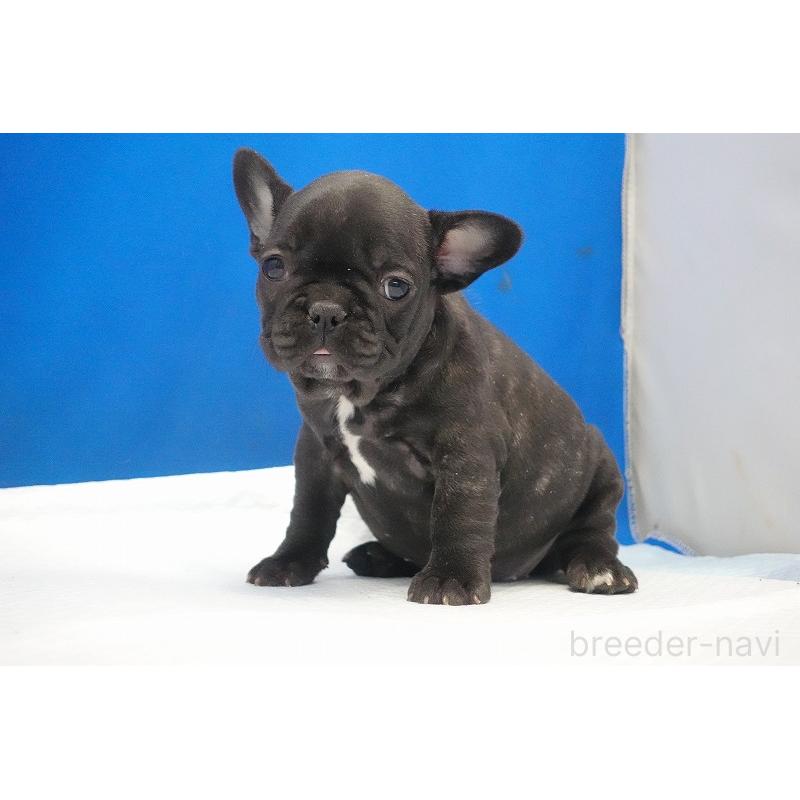 販売中の愛知県のフレンチブルドッグ-427257の11枚目