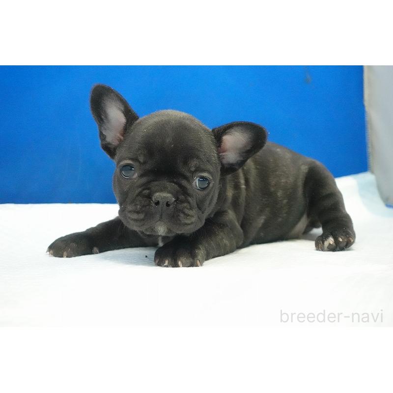 販売中の愛知県のフレンチブルドッグ-427257の10枚目