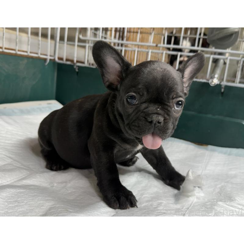 販売中の愛知県のフレンチブルドッグ-427257の9枚目