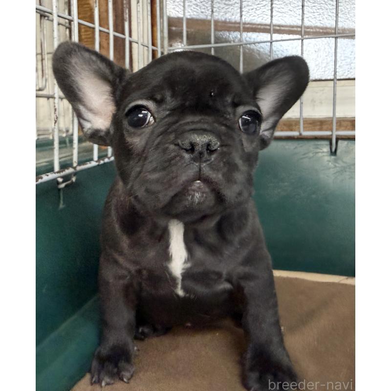 販売中の愛知県のフレンチブルドッグ-427257の8枚目
