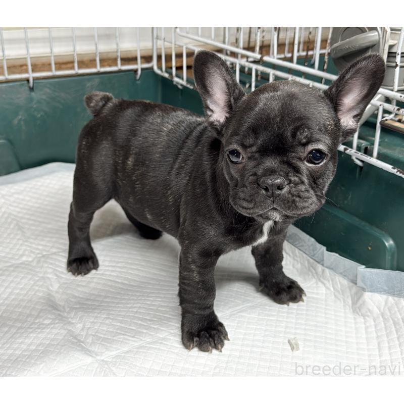 販売中の愛知県のフレンチブルドッグ-427257の7枚目
