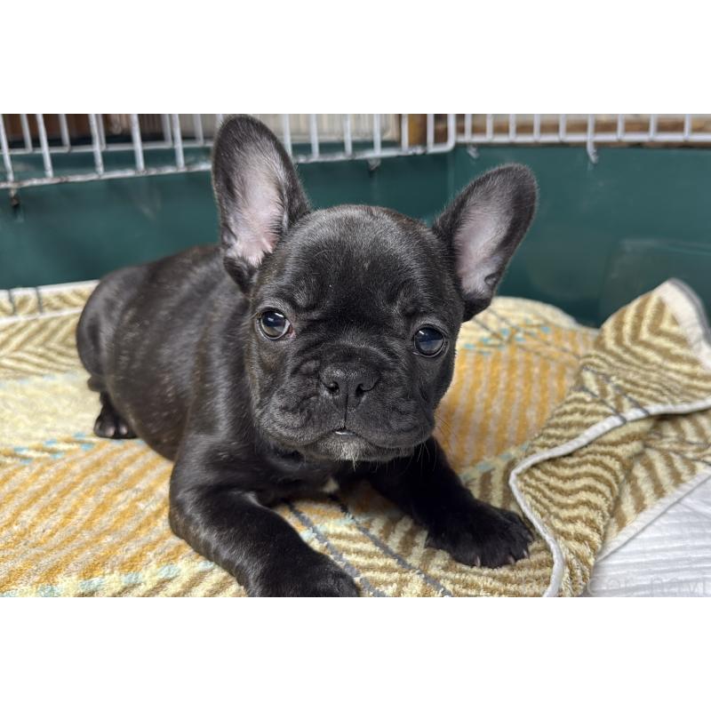 販売中の愛知県のフレンチブルドッグ-427257の6枚目