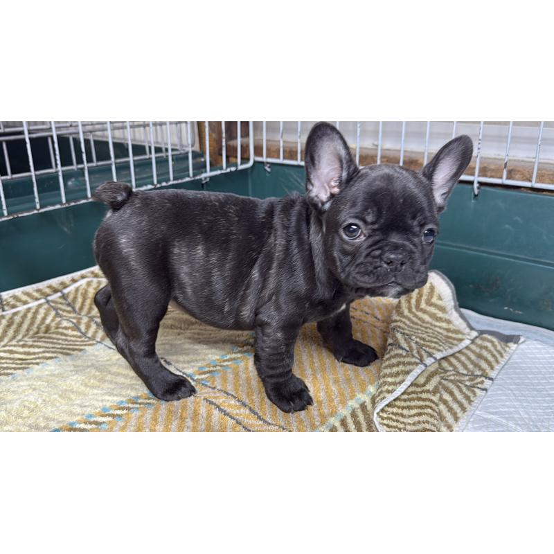 販売中の愛知県のフレンチブルドッグ-427257の5枚目