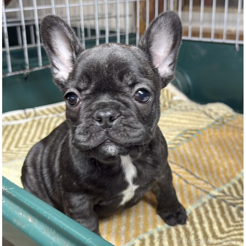 販売中の愛知県のフレンチブルドッグ-427257の4枚目