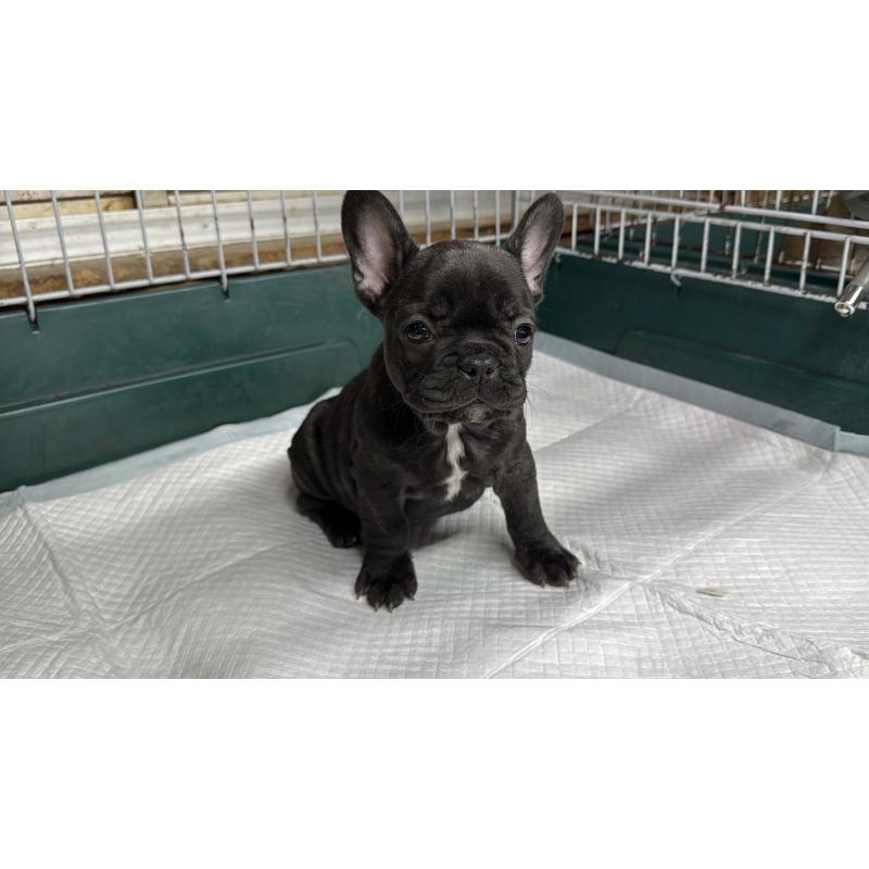 販売中の愛知県のフレンチブルドッグ-427257の3枚目