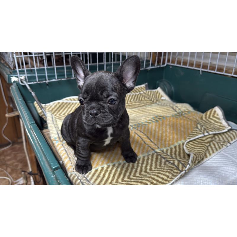 販売中の愛知県のフレンチブルドッグ-427257の2枚目