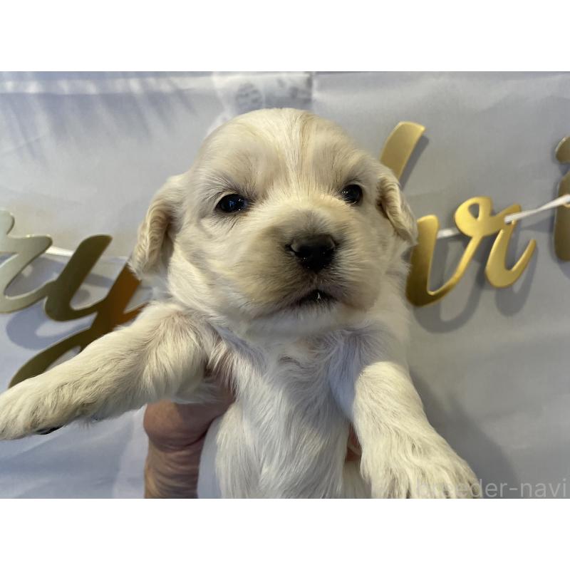 販売中の北海道のミックス犬-434160の5枚目