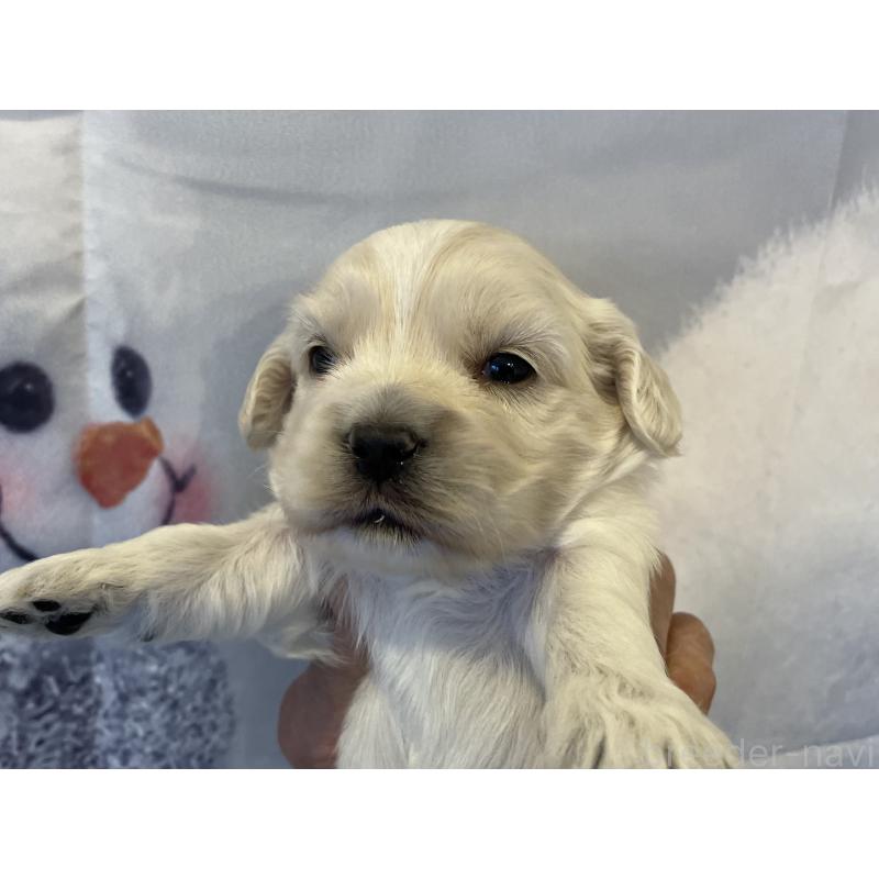 販売中の北海道のミックス犬-434160の4枚目