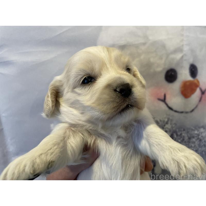 販売中の北海道のミックス犬-434160の3枚目