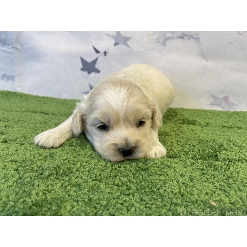 販売中の北海道のミックス犬-434160の2枚目