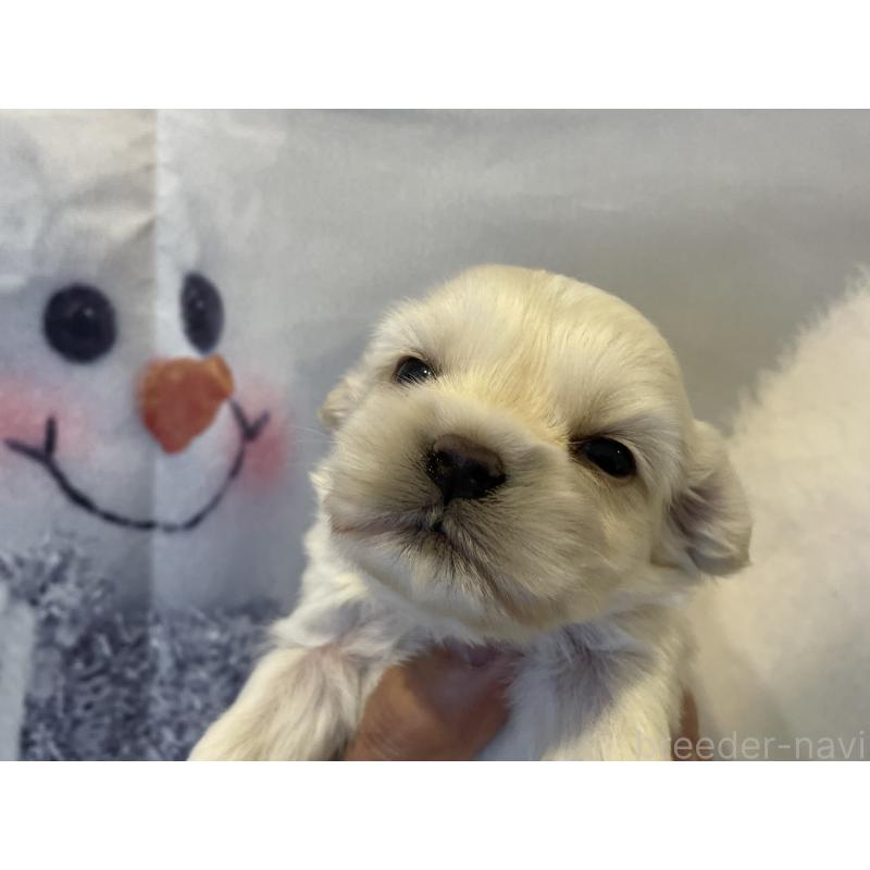 販売中の北海道のミックス犬-434161の6枚目