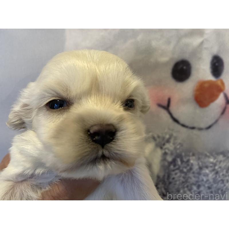 販売中の北海道のミックス犬-434161の5枚目