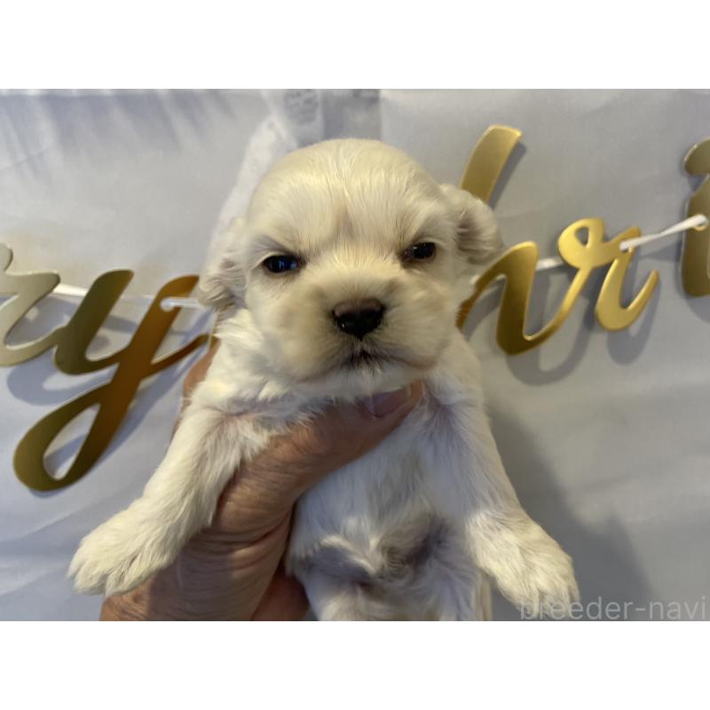 販売中の北海道のミックス犬-434161の4枚目