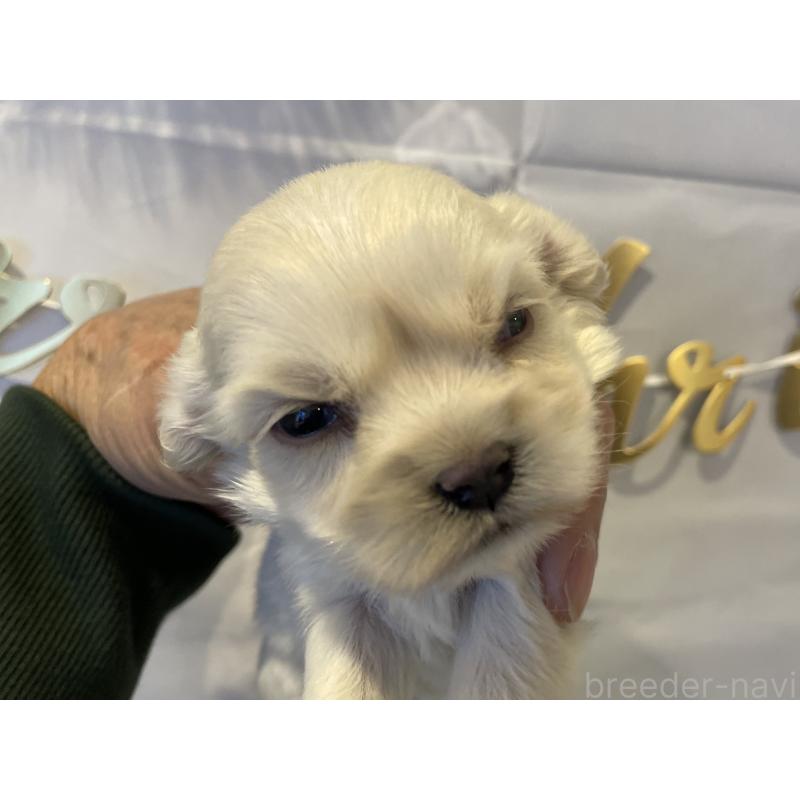 販売中の北海道のミックス犬-434161の3枚目