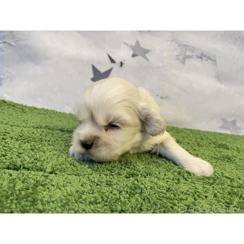 販売中の北海道のミックス犬-434161の2枚目