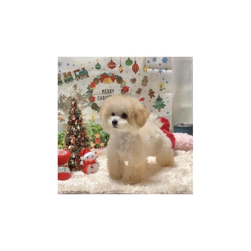 販売中の兵庫県のティーカッププードル-413257の3枚目