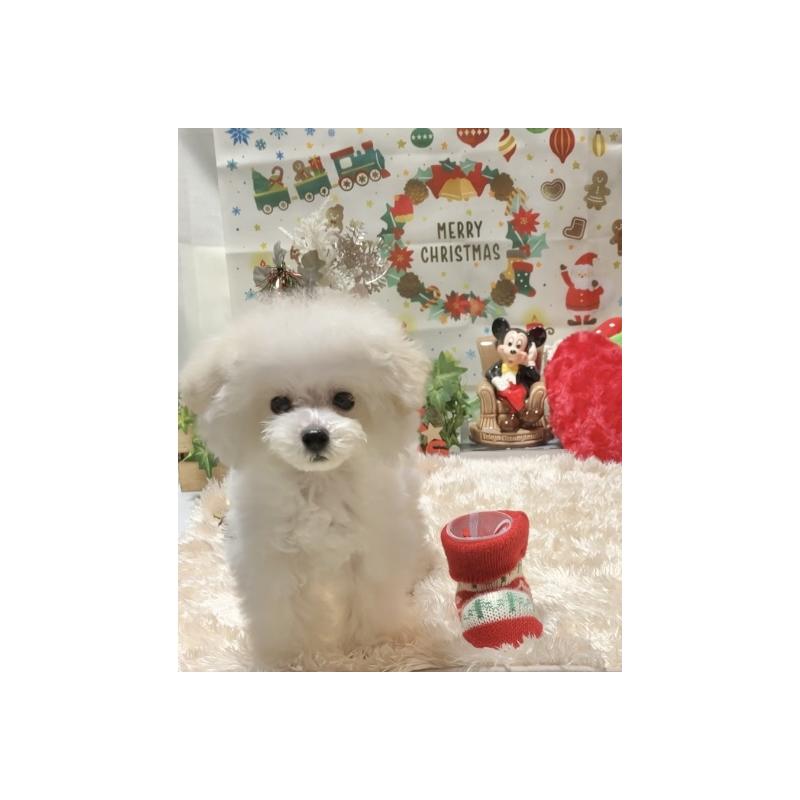 販売中の兵庫県のティーカッププードル-413258の2枚目