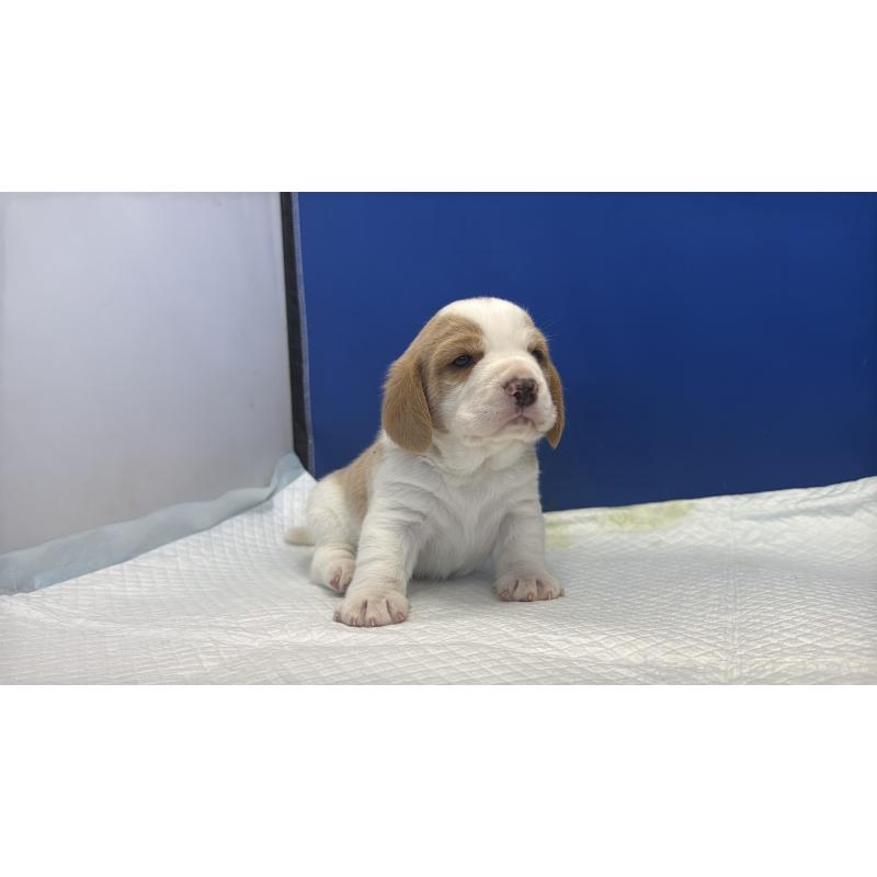 販売中の愛知県のビーグル-434166の20枚目