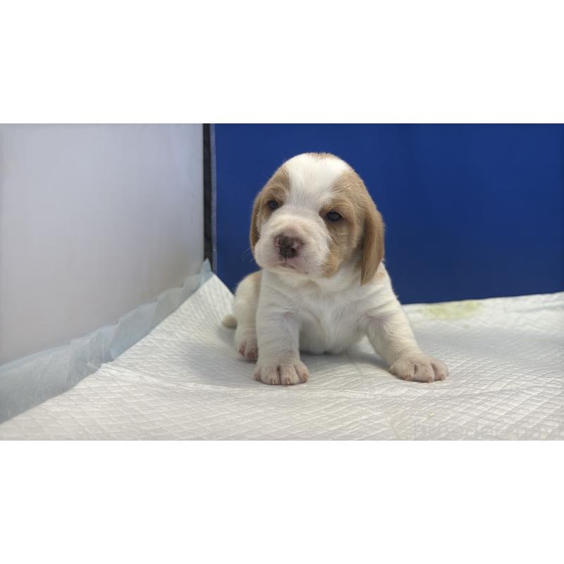 販売中の愛知県のビーグル-434166の18枚目