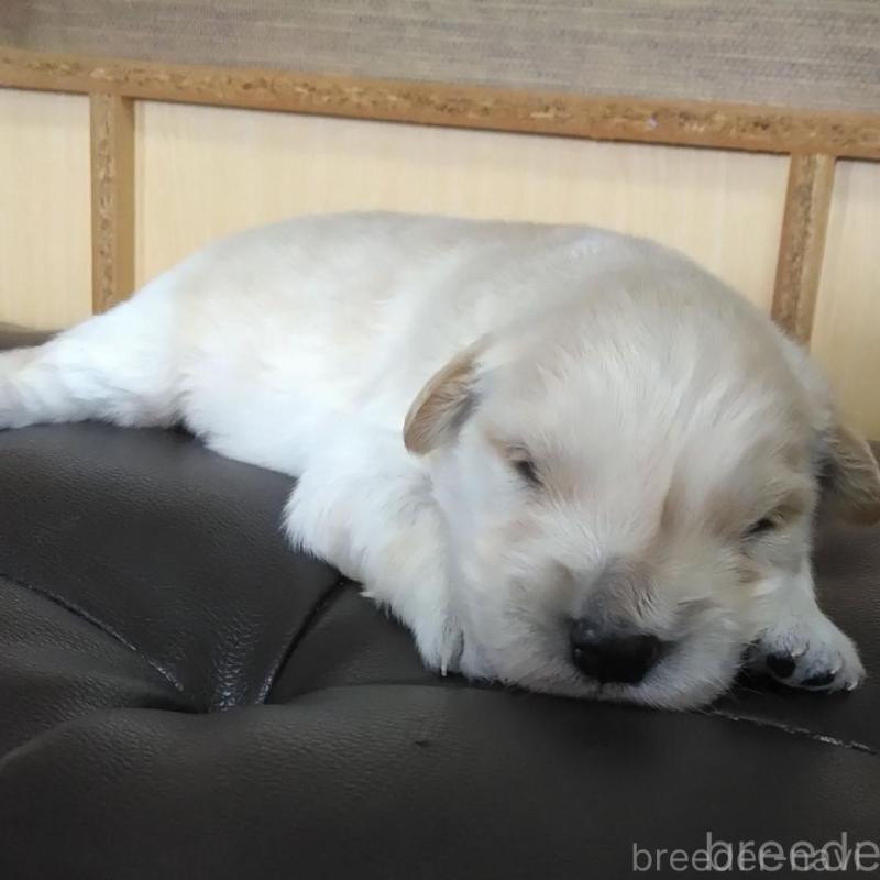 販売中の鹿児島県のゴールデンレトリーバー-434165の8枚目