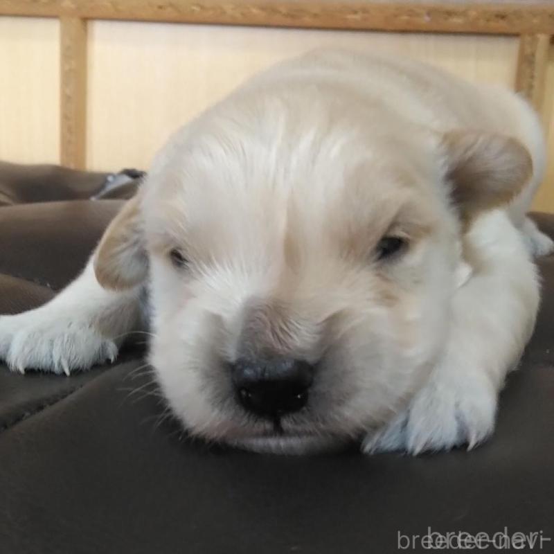 販売中の鹿児島県のゴールデンレトリーバー-434165の5枚目