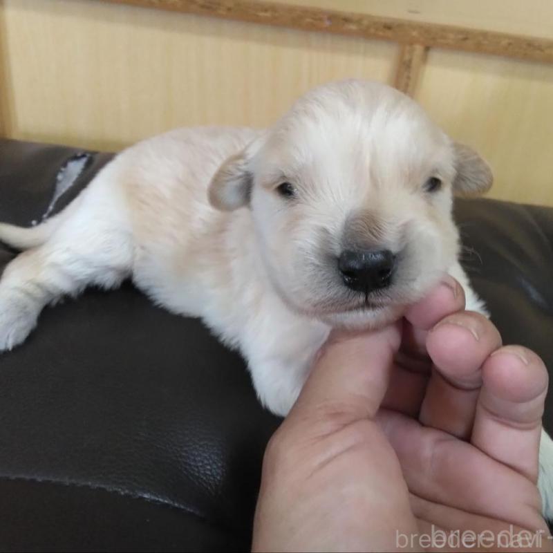 販売中の鹿児島県のゴールデンレトリーバー-434165の4枚目