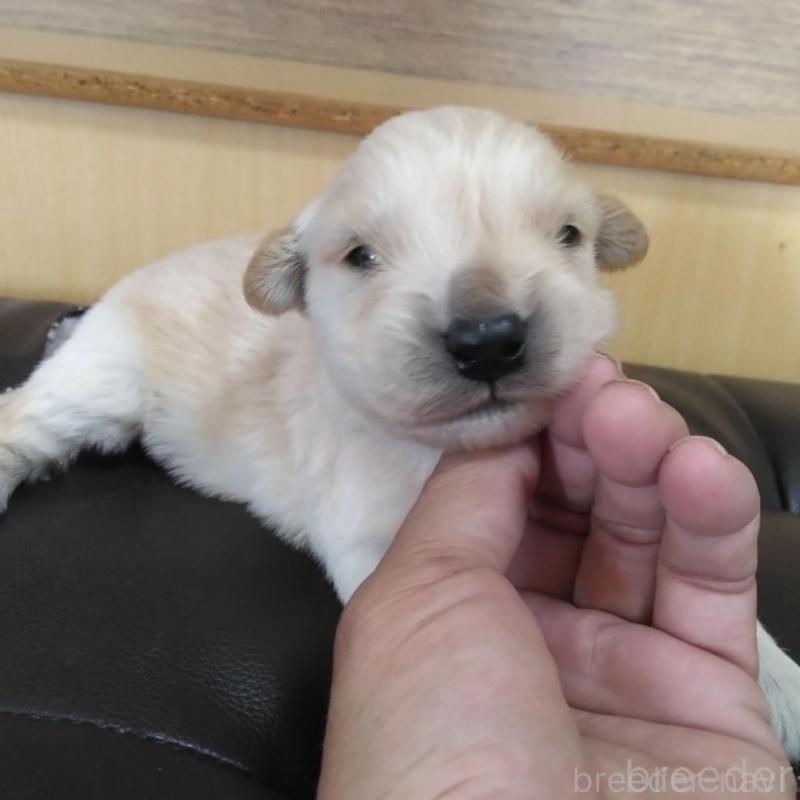 販売中の鹿児島県のゴールデンレトリーバー-434165の3枚目