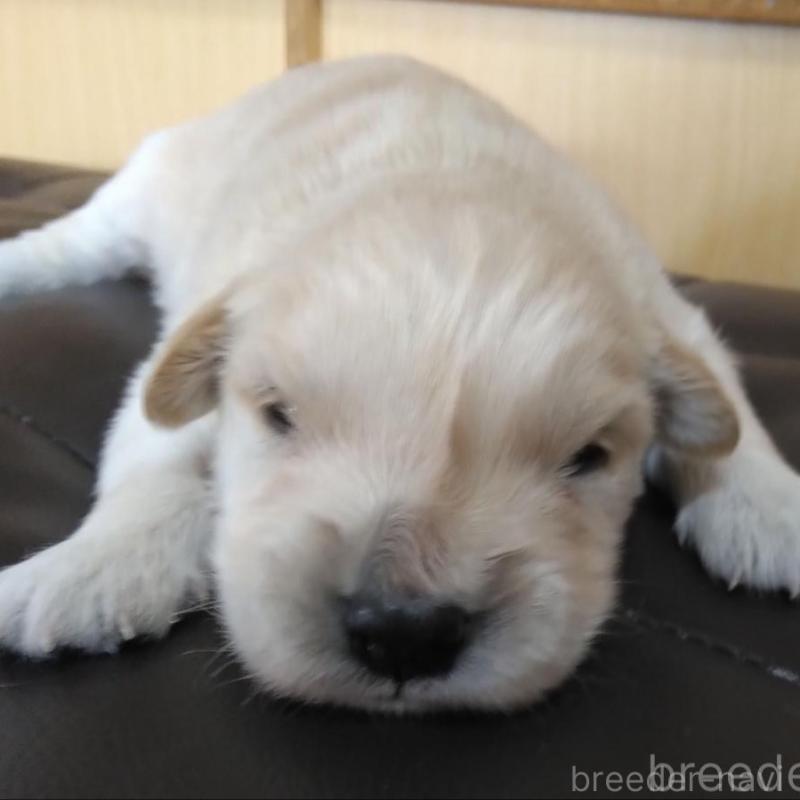 販売中の鹿児島県のゴールデンレトリーバー-434165の2枚目