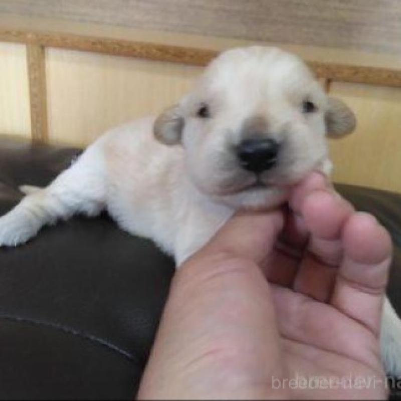 販売中の鹿児島県のゴールデンレトリーバー-434165