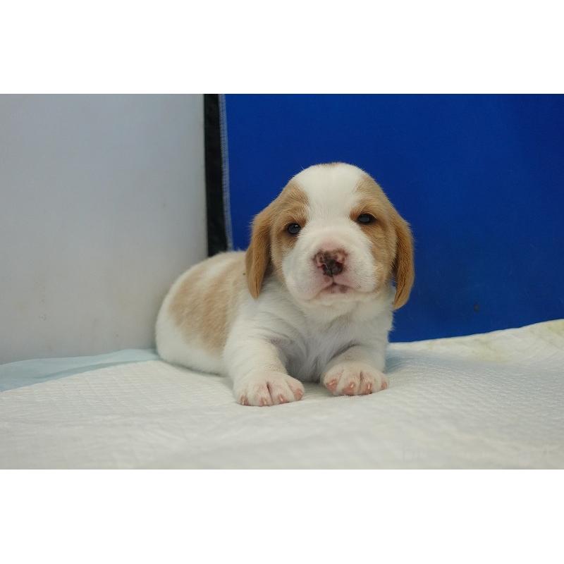 販売中の愛知県のビーグル-434166の15枚目