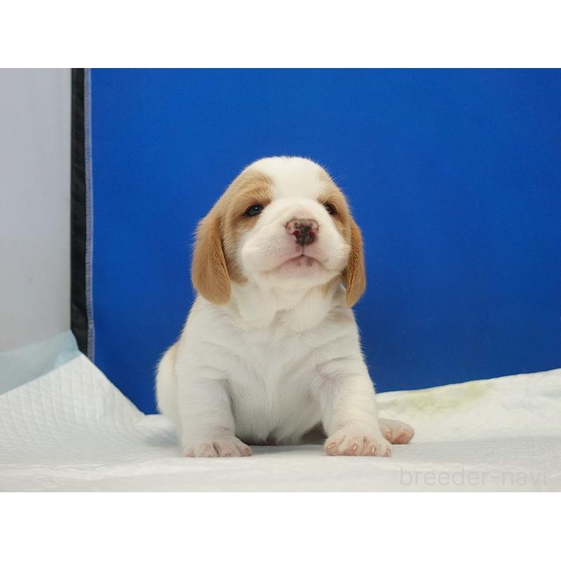 販売中の愛知県のビーグル-434166の14枚目