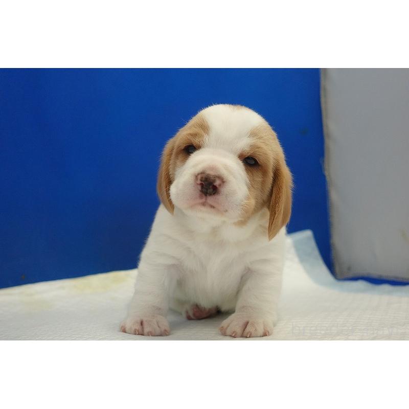 販売中の愛知県のビーグル-434166の13枚目