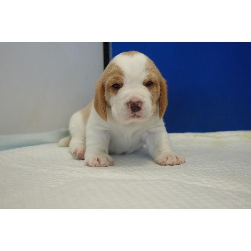 販売中の愛知県のビーグル-434166の12枚目