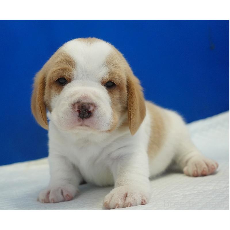 販売中の愛知県のビーグル-434166の10枚目