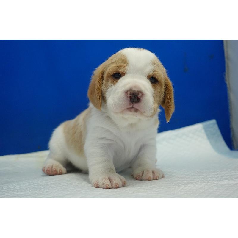 販売中の愛知県のビーグル-434166の9枚目