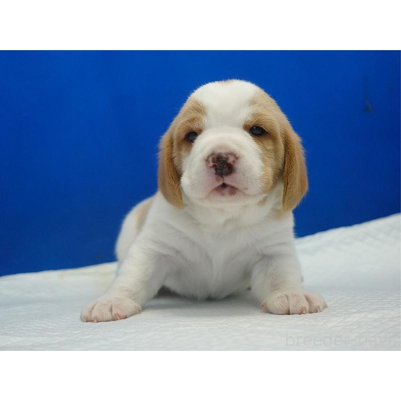 販売中の愛知県のビーグル-434166の8枚目