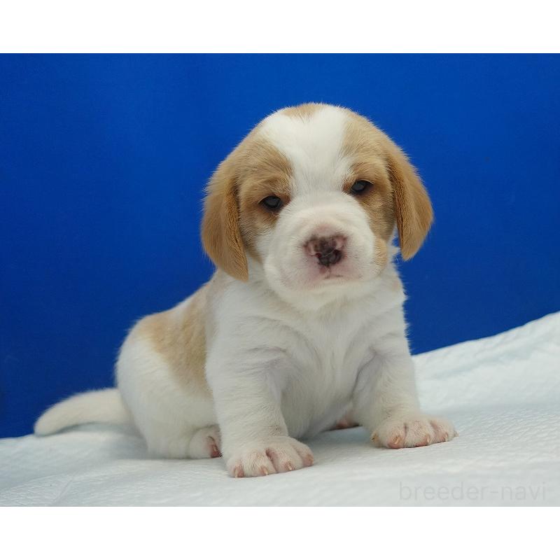 販売中の愛知県のビーグル-434166の7枚目